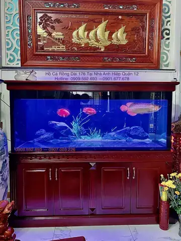 Hồ Cá Rồng Khủng