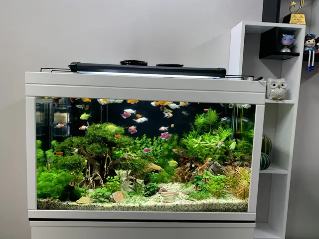 Hồ Cá Thủy Sinh Lớn