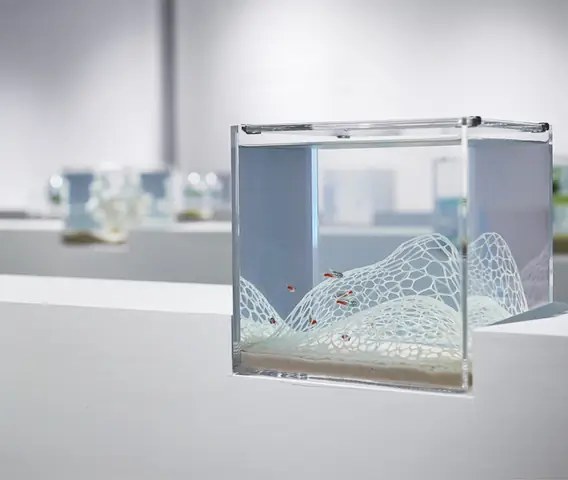 Hồ Cá Tối Giản