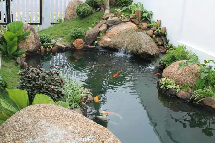 Hồ Cá Tự Làm Đẹp