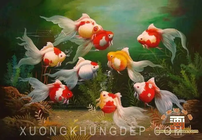 Hồ Cá Vàng Đẹp