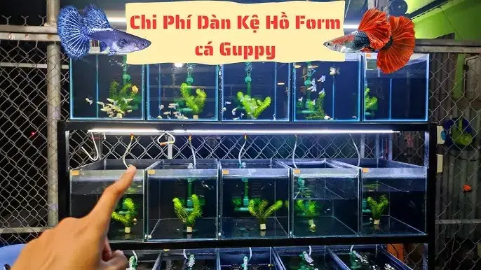 Hồ Kính Nuôi Cá 7 Màu
