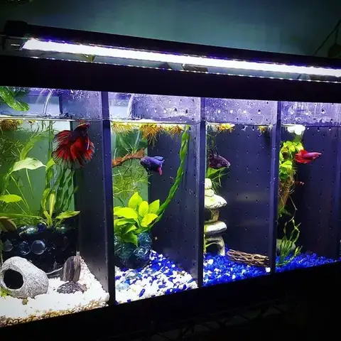 Hồ Nuôi Cá Betta Thông Minh