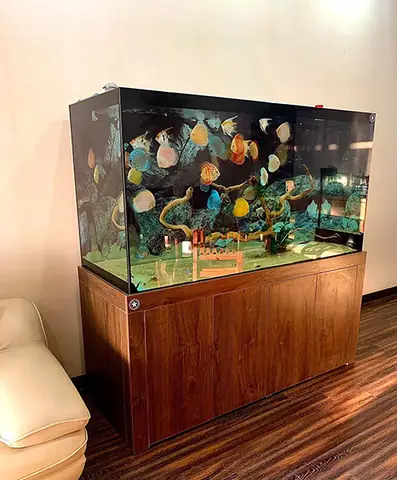 Hồ Nuôi Cá Dĩa Đẹp