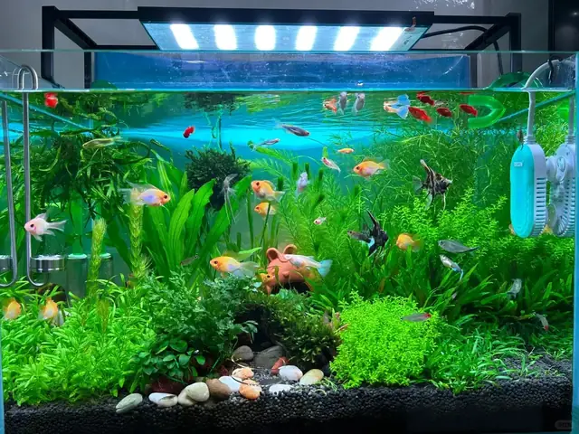 Hồ Nuôi Cá Guppy