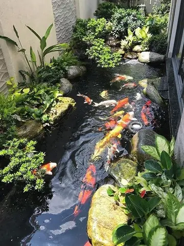 Hồ Nuôi Cá Koi Mini