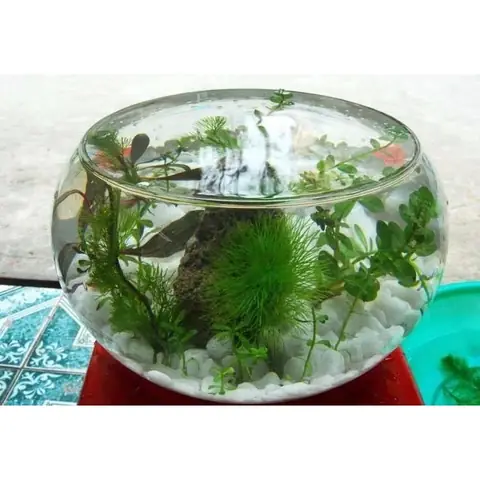 Hồ Tròn Nuôi Cá