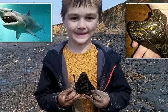 Hóa Thạch Cá Mập Megalodon