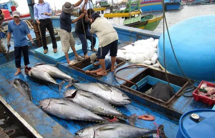 Hoạt Động Đánh Bắt Cá