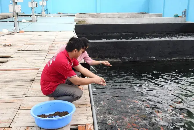 Học Nghề Nuôi Cá Cảnh