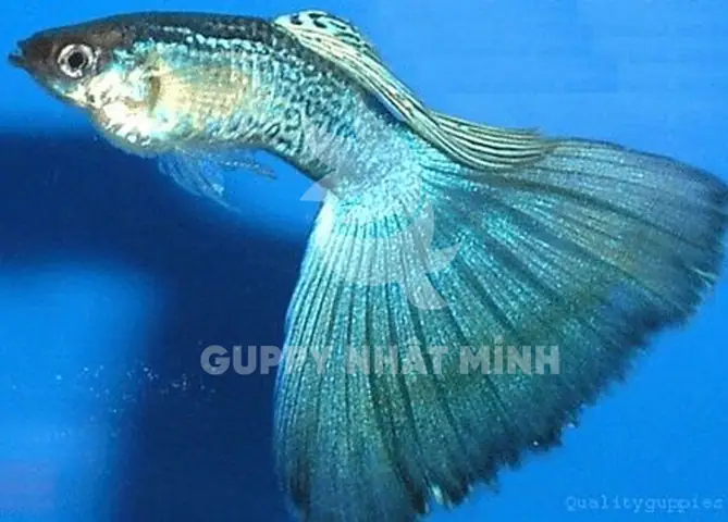 Hội Cá Bảy Màu