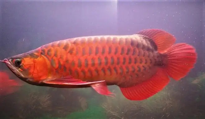 Hội Cá Rồng Hà Nội