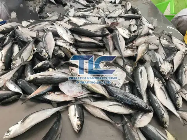 Horse Mackerel Là Cá Gì