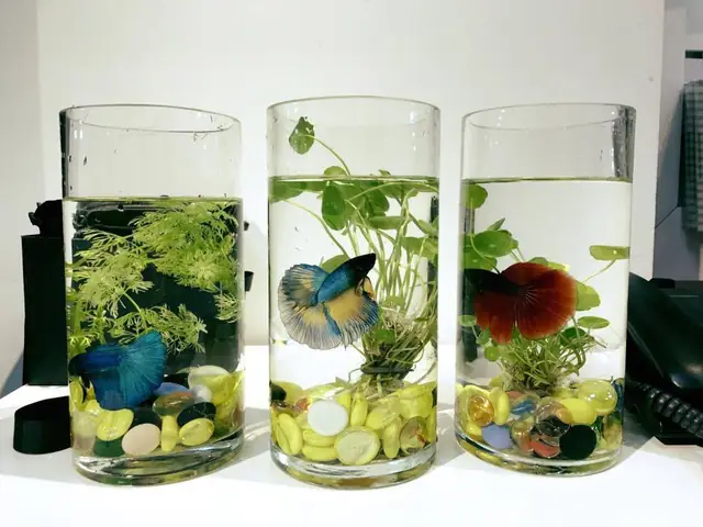 Hủ Nuôi Cá Betta