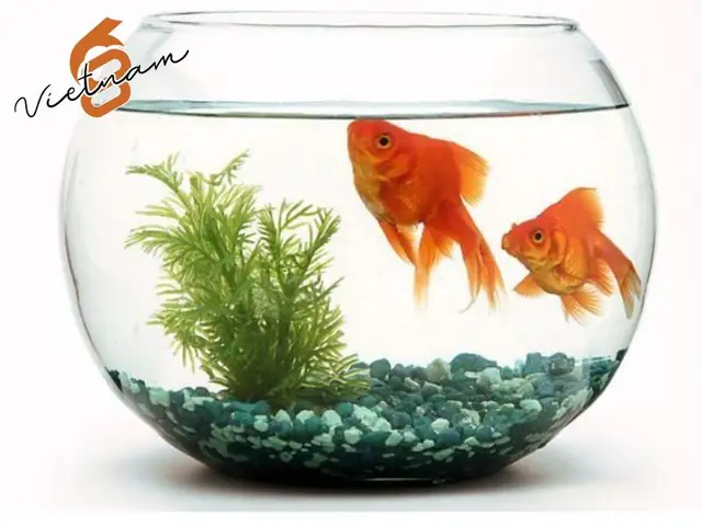 Hũ Thủy Tinh Nuôi Cá