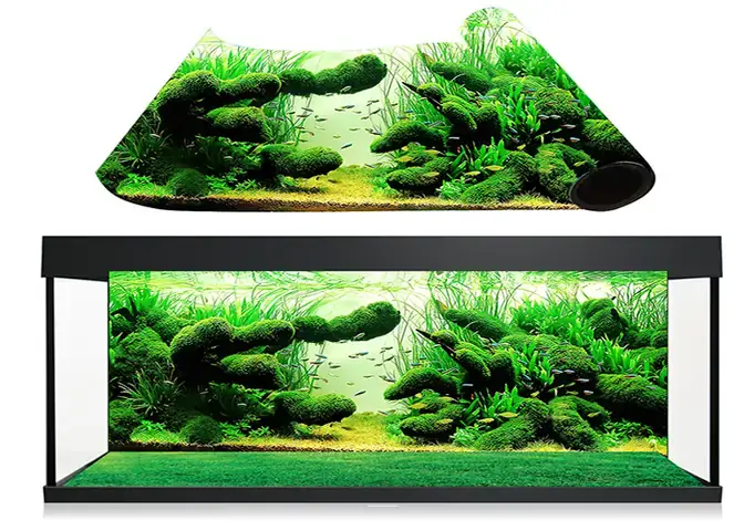 Hướng Dẫn Dán Decal Hồ Cá