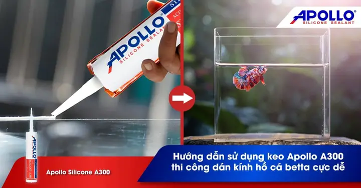 Hướng Dẫn Dán Hồ Cá