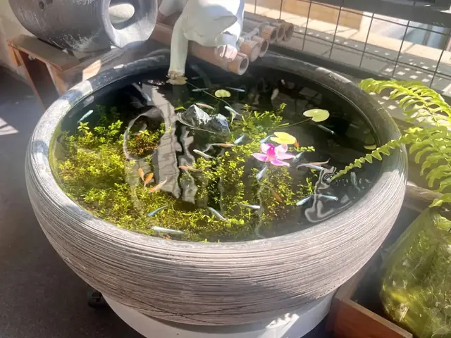 Hướng Dẫn Làm Bể Cá Cảnh