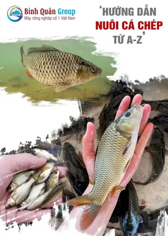 Hướng Dẫn Nuôi Cá Chép