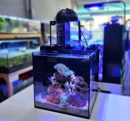 Hướng Dẫn Nuôi Cá Nemo