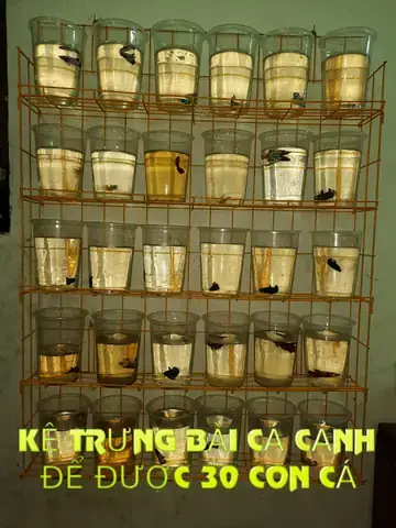 Kệ Nuôi Cá Betta