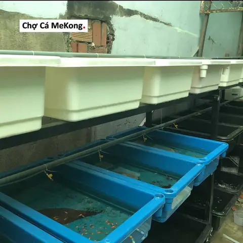 Khay Nhựa Nuôi Cá Bảy Màu