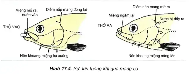 Khi Cá Thở Diễn Biến Nào Dưới Đây Đúng