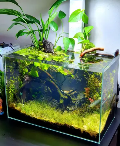Kích Thước Bể Cá 1m2