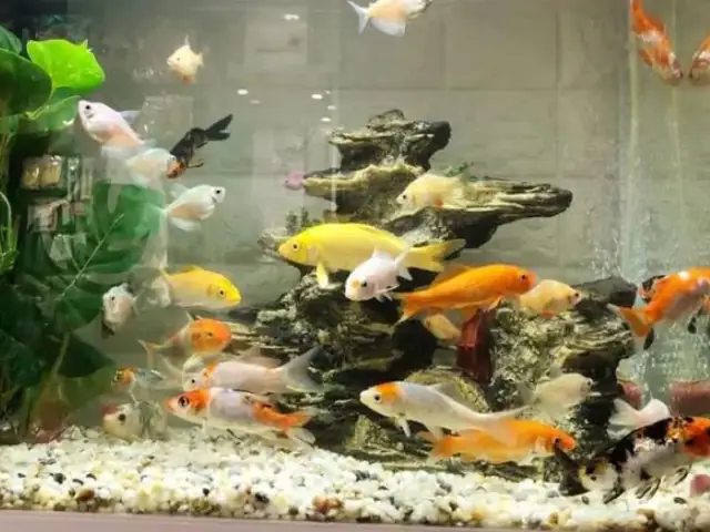 Kích Thước Bể Kính Nuôi Cá Koi