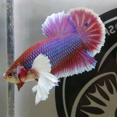 Kích Thước Cá Betta