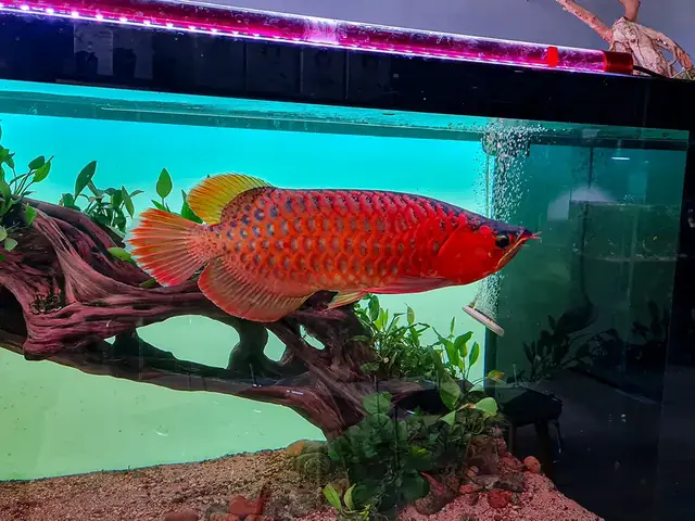 Kích Thước Hồ Cá Rồng Chuẩn