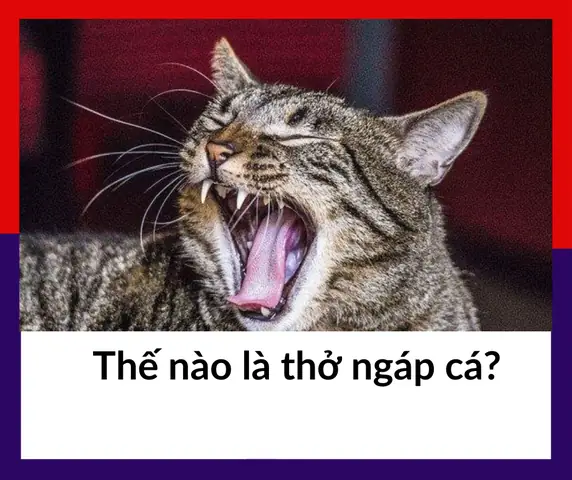 Kiểu Thở Ngáp Cá