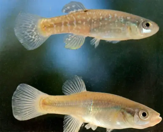 Killifish Là Cá Gì