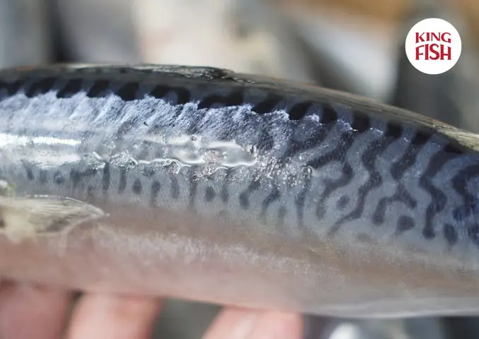 King Fish Là Cá Gì