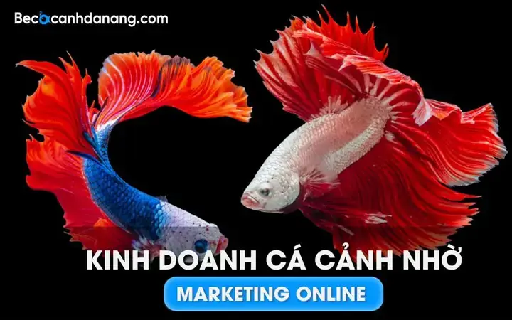 Kinh Doanh Cá Betta