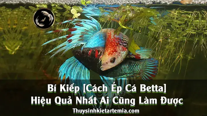 Kinh Nghiệm Ép Cá Betta
