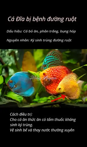 Kinh Nghiệm Nuôi Cá Đĩa