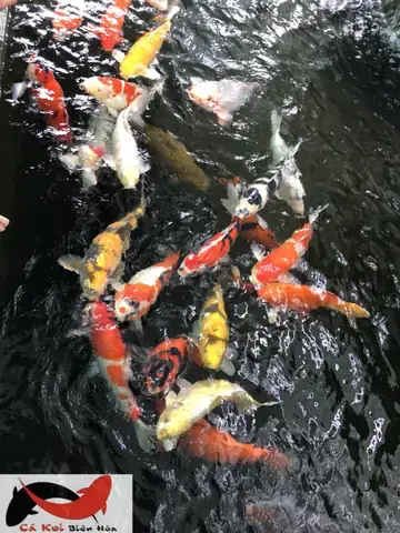 Kinh Nghiệm Nuôi Cá Koi