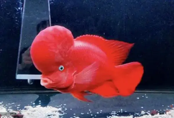 Kinh Nghiệm Nuôi Cá La Hán Kinh Nghiệm Nuôi Cá La Hán
