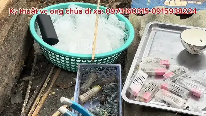 Kỹ Thuật Ép Cá Betta