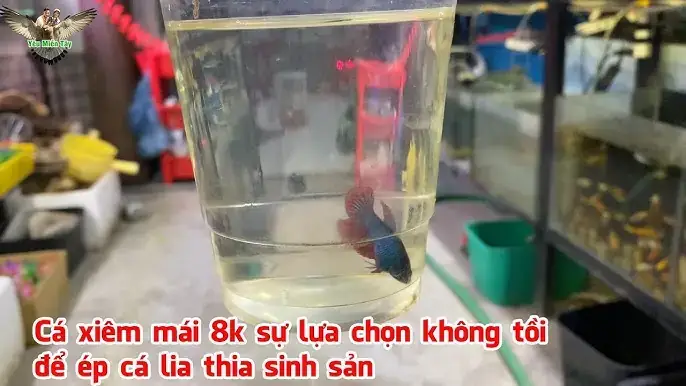 Kỹ Thuật Ép Cá Lia Thia Kỹ Thuật Ép Cá Lia Thia