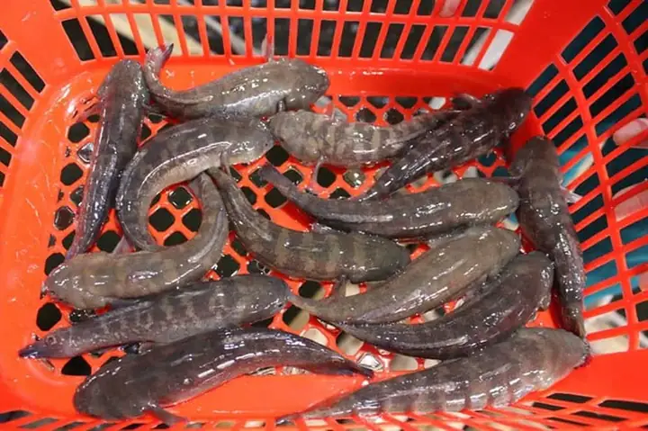 Kỹ Thuật Nuôi Cá Bống Bớp