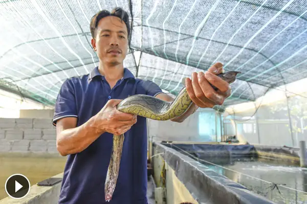 Kỹ Thuật Nuôi Cá Chạch Chấu