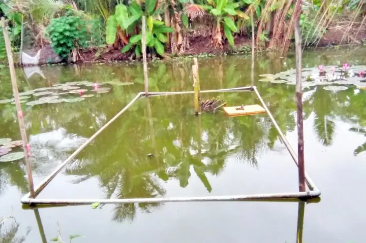 Kỹ Thuật Nuôi Cá Chạch Lấu Trong Ao Đất