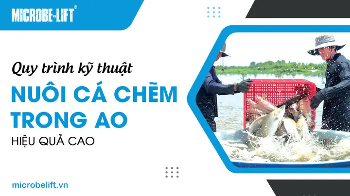 Kỹ Thuật Nuôi Cá Chẽm