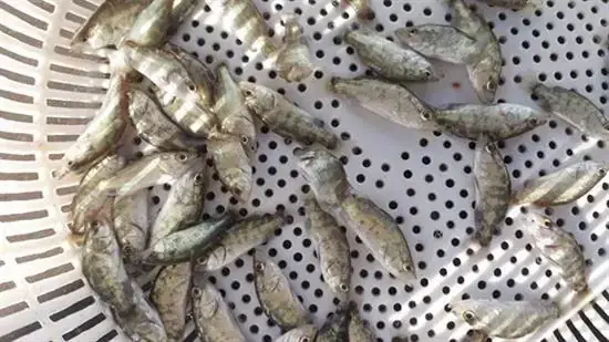 Kỹ Thuật Nuôi Cá Chẽm Trong Ao Đất