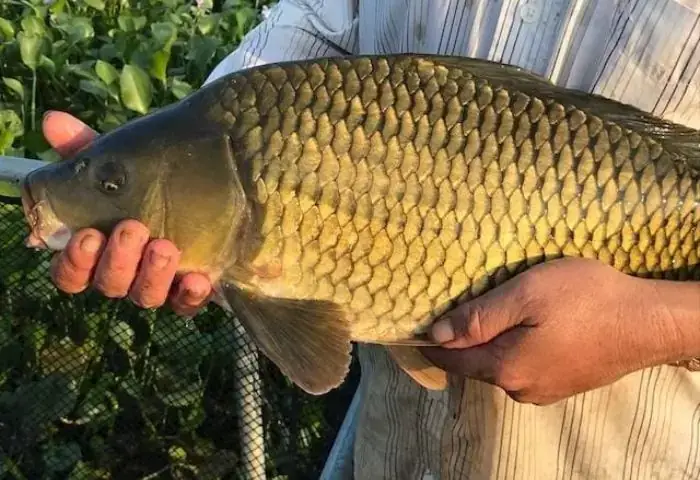 Kỹ Thuật Nuôi Cá Chép Lai