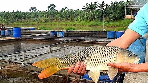 Kỹ Thuật Nuôi Cá Chép V1