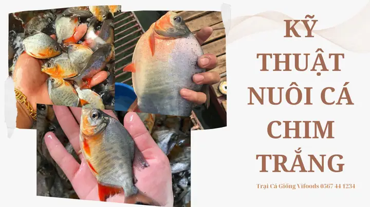 Kỹ Thuật Nuôi Cá Chim