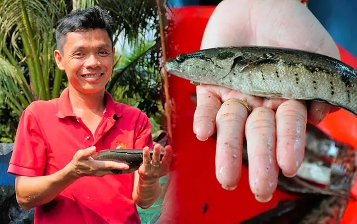 Kỹ Thuật Nuôi Cá Dày